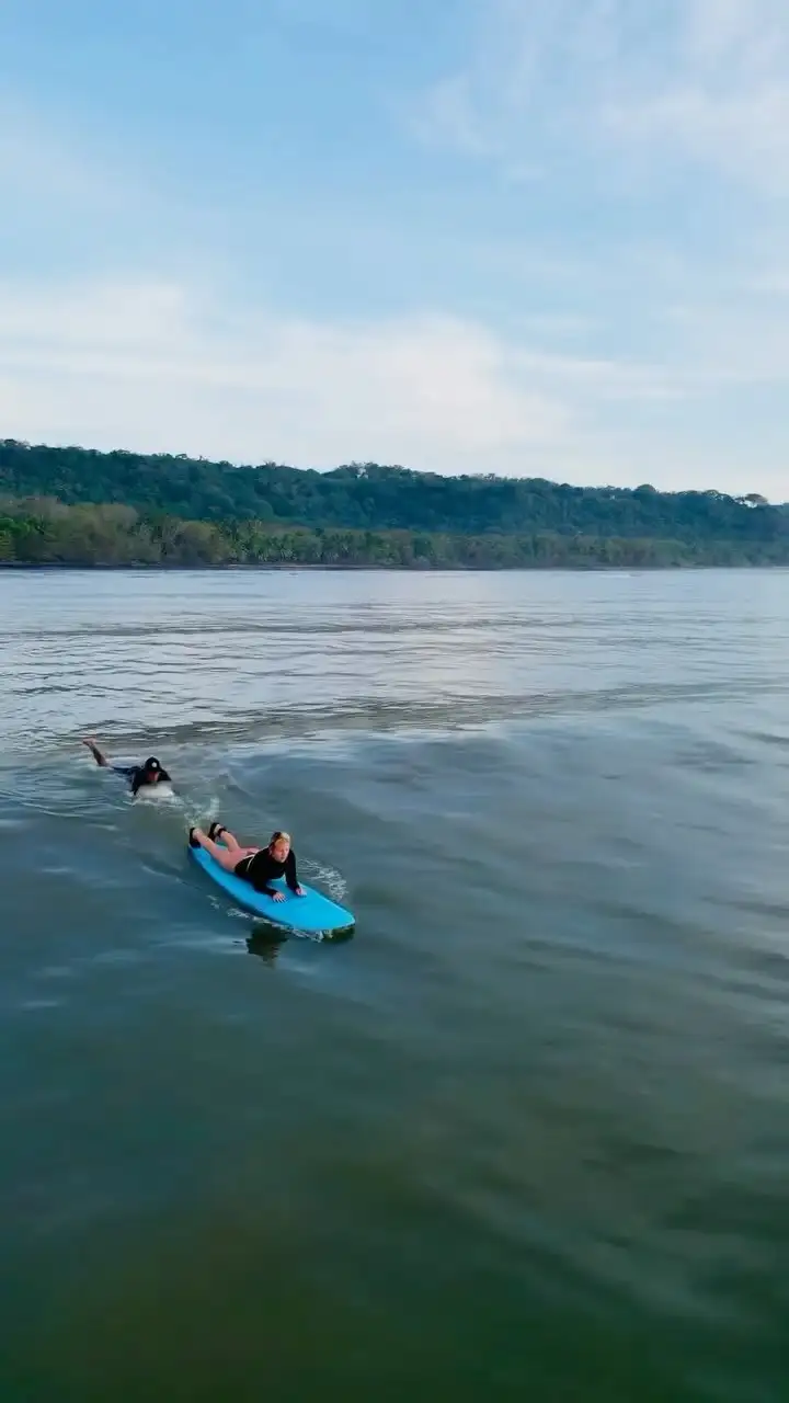 Surfer paddling out on calm water with the jungle coastline behind